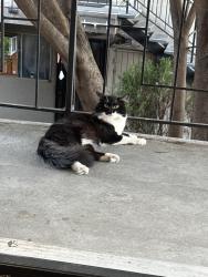 Lost Male Cat last seen Near east O’Keefe st East Palo Alto, East Palo Alto, CA 94303