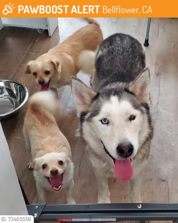 Found/Stray Unknown Dog last seen Clark and Flora Vista, Bellflower, CA 90706