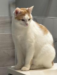 Lost Male Cat last seen Stockton and Maple, Des Plaines, IL 60018