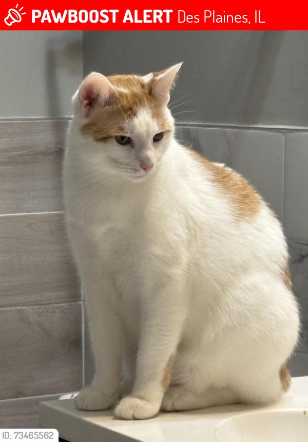 Lost Male Cat last seen Stockton and Maple, Des Plaines, IL 60018