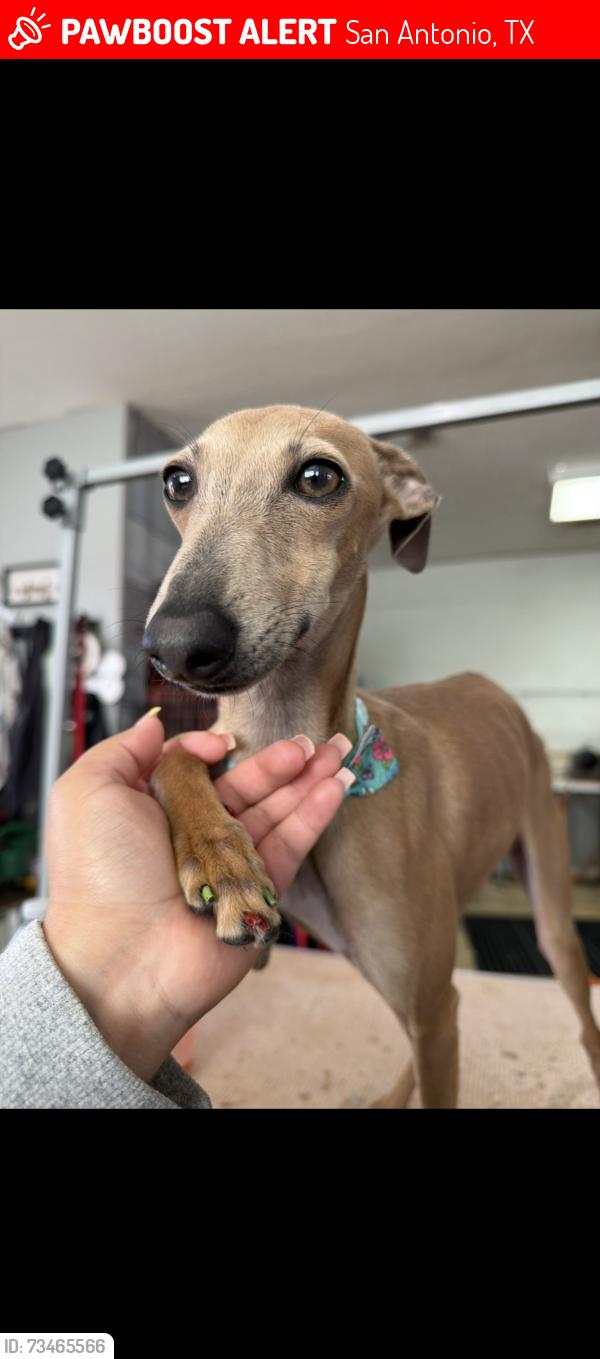 Lost Female Dog last seen Near hidden swan, San Antonio, TX 78250