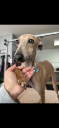 Lost Female Dog last seen Near hidden swan, San Antonio, TX 78250