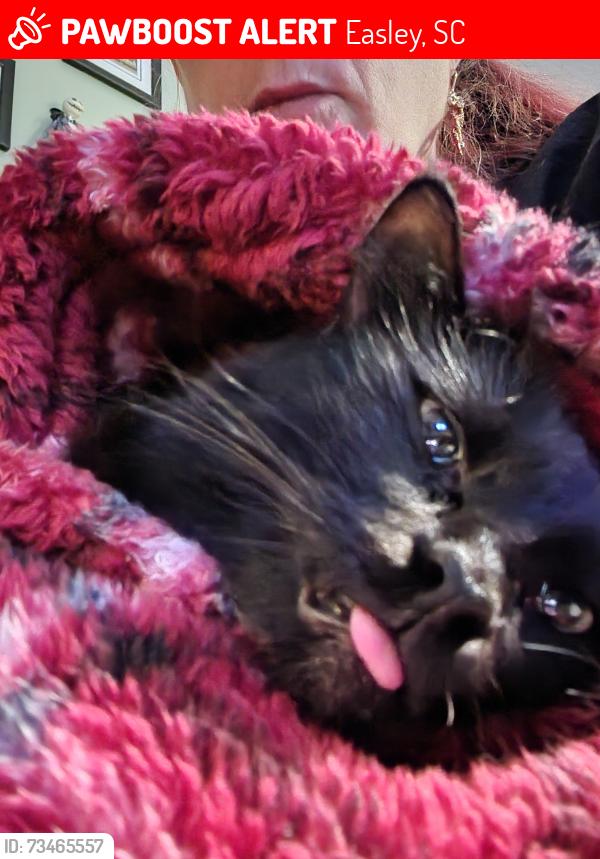 Lost Male Cat last seen Cardinal Dr near the Body Shop, Easley, SC 29642