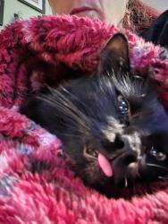 Lost Male Cat last seen Cardinal Dr near the Body Shop, Easley, SC 29642