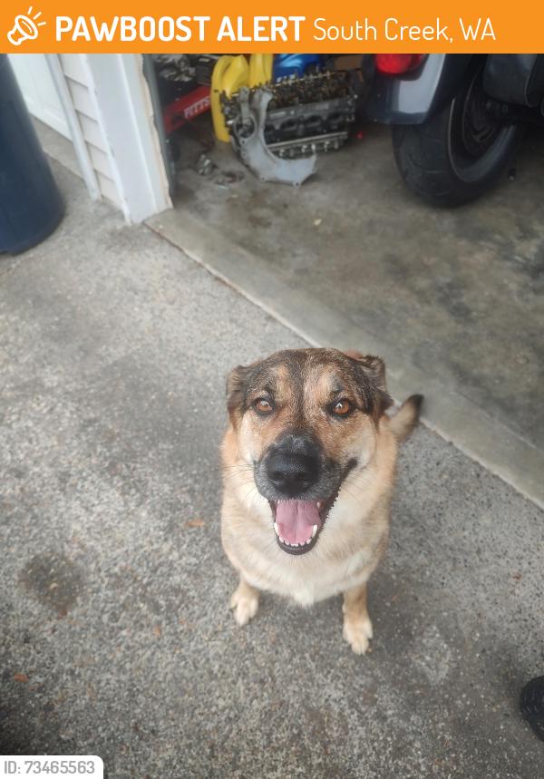 Found/Stray Female Dog last seen Walmart, South Creek, WA 98580