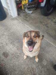 Found/Stray Female Dog last seen Walmart, South Creek, WA 98580