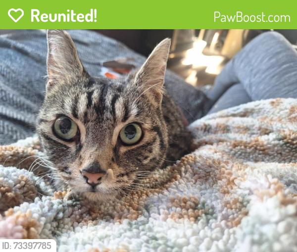 Reunited Male Cat last seen Lockwood, West Yorkshire, England HD4 5HQ