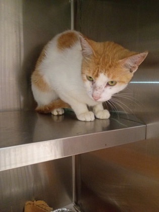 Shelter Stray Male Cat last seen Near cascade rd, South Fulton, GA, 1251 Fulton Industrial Blvd NW, Atlanta, GA 30336, USA