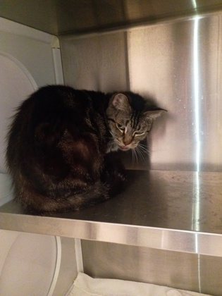 Shelter Stray Female Cat last seen Near Lenox RD NE, Atlanta, GA, 1251 Fulton Industrial Blvd NW, Atlanta, GA 30336, USA