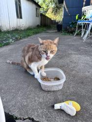 Found/Stray Unknown Cat last seen 13th and Hayes, Eugene, OR 97402