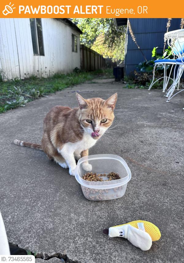 Found/Stray Unknown Cat last seen 13th and Hayes, Eugene, OR 97402