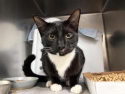 Shelter Stray Male Cat last seen Near block teravista pkwy, City of Round Rock, TX, 1855 SE Inner Loop, Georgetown, TX 78626, USA