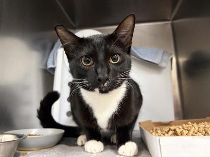 Shelter Stray Male Cat last seen Near block teravista pkwy, City of Round Rock, TX, 1855 SE Inner Loop, Georgetown, TX 78626, USA