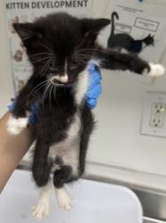 Shelter Stray Female Cat last seen Near ney ave, Oakland, CA, 1101 29th Ave, Oakland, CA 94601, USA