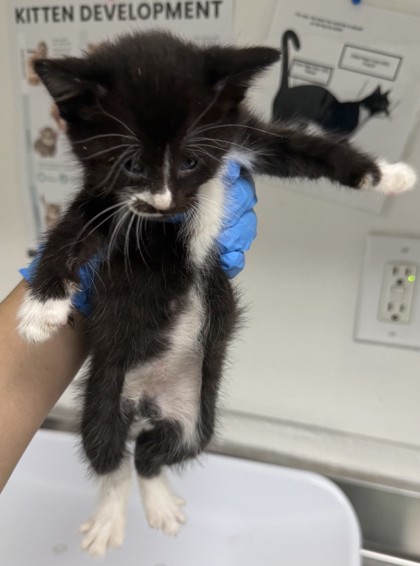 Shelter Stray Female Cat last seen Near ney ave, Oakland, CA, 1101 29th Ave, Oakland, CA 94601, USA