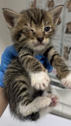 Shelter Stray Male Cat last seen Near ney ave, Oakland, CA, 1101 29th Ave, Oakland, CA 94601, USA