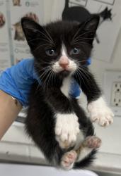 Shelter Stray Male Cat last seen Near ney ave, Oakland, CA, 1101 29th Ave, Oakland, CA 94601, USA