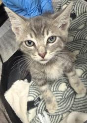 Shelter Stray Male Cat last seen Lancaster st, Oakland,, 1101 29th Ave, Oakland, CA 94601, USA