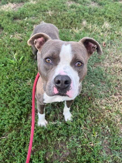 Shelter Stray Male Dog last seen Near Park Heights Ter, 21215, MD, 2490 Giles Rd, Baltimore, MD 21225, USA