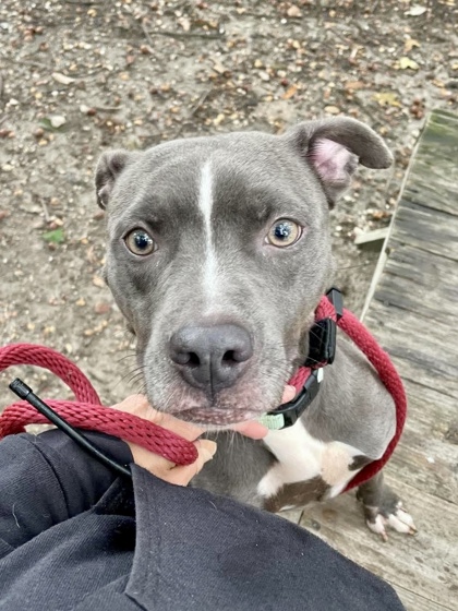 Shelter Stray Female Dog last seen 6th St, Brooklyn Park, MD 21225, 21225, MD, 2490 Giles Rd, Baltimore, MD 21225, USA