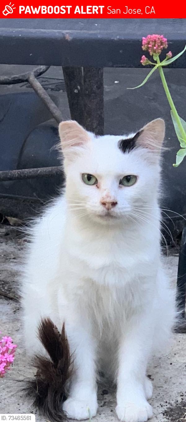 Lost Female Cat last seen Lincoln Ave / Pascoe Ave, San Jose, CA 95125