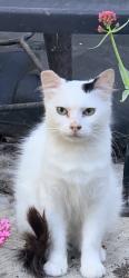 Lost Female Cat last seen Lincoln Ave / Pascoe Ave, San Jose, CA 95125