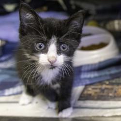 Shelter Stray Male Cat last seen Walbridge Ave, Madison 3, City of, WI, 5132 Voges Rd, Madison, WI 53718, USA