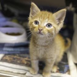 Shelter Stray Male Cat last seen Walbridge Ave, Madison 3, City of, WI, 5132 Voges Rd, Madison, WI 53718, USA