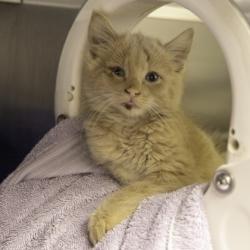 Shelter Stray Male Cat last seen Speedway Road, Madison 13, City of, WI, 5132 Voges Rd, Madison, WI 53718, USA