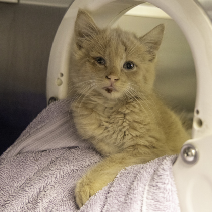 Shelter Stray Male Cat last seen Speedway Road, Madison 13, City of, WI, 5132 Voges Rd, Madison, WI 53718, USA