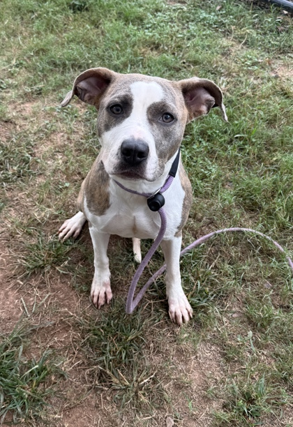 Shelter Stray Female Dog last seen Near SPRING CHASE CIRCLE, 30083, GA, 3280 Chamblee Dunwoody Rd, Chamblee, GA 30341, USA
