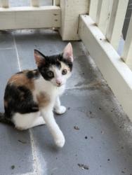 Shelter Stray Female Cat last seen Near Norcliffe Dr, 30087, GA, 3280 Chamblee Dunwoody Rd, Chamblee, GA 30341, USA