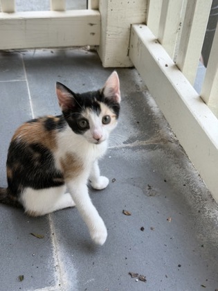 Shelter Stray Female Cat last seen Near Norcliffe Dr, 30087, GA, 3280 Chamblee Dunwoody Rd, Chamblee, GA 30341, USA