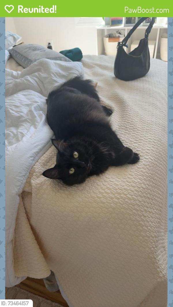 Reunited Female Cat last seen In our home on garland drive, Raleigh, NC 27606