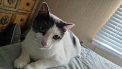 Lost Male Cat last seen Bay and Palm Dr Montverde, Montverde, FL 34756