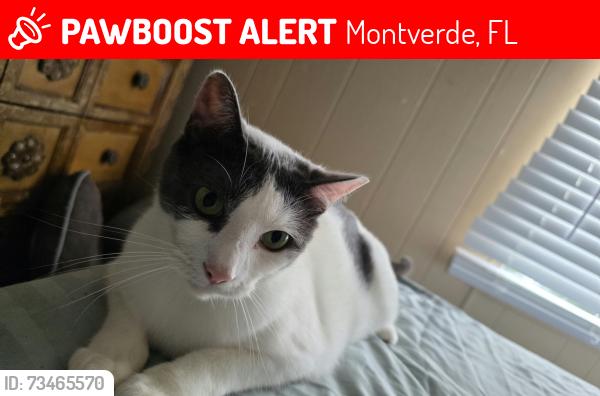 Lost Male Cat last seen Bay and Palm Dr Montverde, Montverde, FL 34756