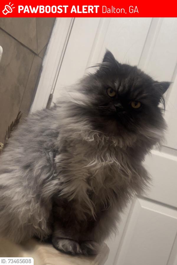 Lost Male Cat last seen Dawnville rd, Dalton, GA 30721