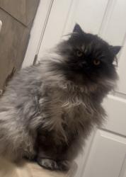 Lost Male Cat last seen Dawnville rd, Dalton, GA 30721