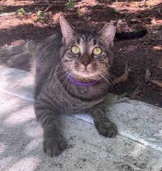 Lost Male Cat last seen Tilly Morris Road, Matthews, NC 28105