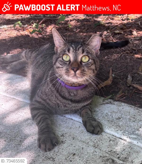 Lost Male Cat last seen Tilly Morris Road, Matthews, NC 28105