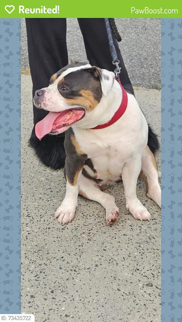 Reunited Female Dog last seen Spring St./McKnight Mill Rd., Greensboro, NC 27405