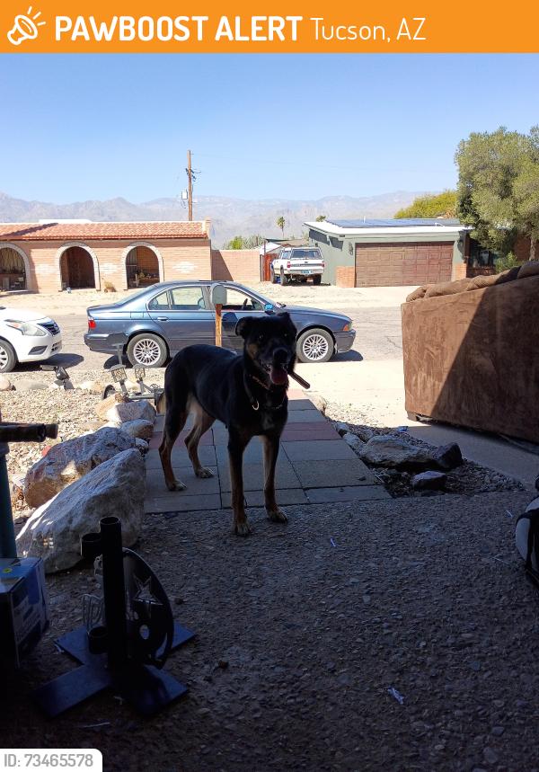 Found/Stray Female Dog last seen Speedway and harrison, Tucson, AZ 85715