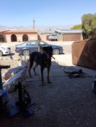 Found/Stray Female Dog last seen Speedway and harrison, Tucson, AZ 85715