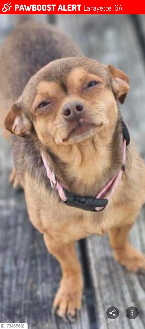 Lost Female Dog last seen Bradley Ave., LaFayette, GA 30728