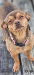 Lost Female Dog last seen Bradley Ave., LaFayette, GA 30728