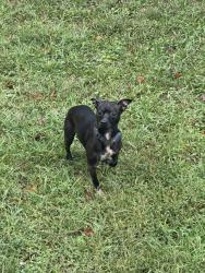 Reunited Unknown Dog last seen N Central Ave Hapeville, GA, Hapeville, GA 30354