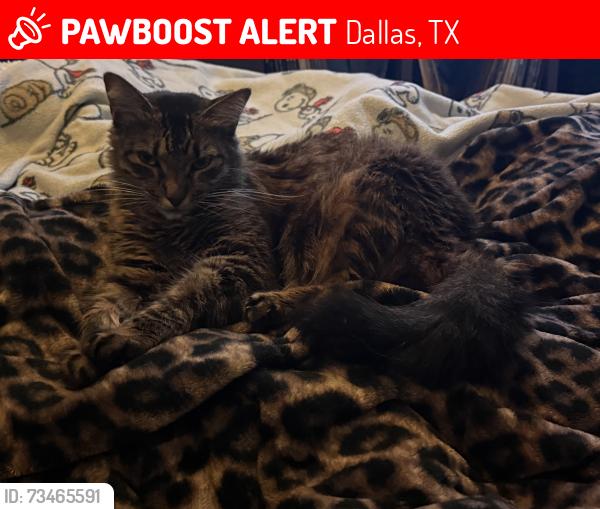 Lost Female Cat last seen Eustis Ave and tavaros ave, Dallas, TX 75218