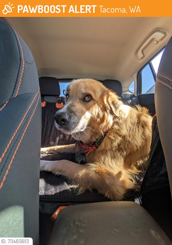 Found/Stray Male Dog last seen Near S 38th St, Tacoma, WA 98418, Tacoma, WA 98418