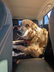 Found/Stray Male Dog last seen Near S 38th St, Tacoma, WA 98418, Tacoma, WA 98418