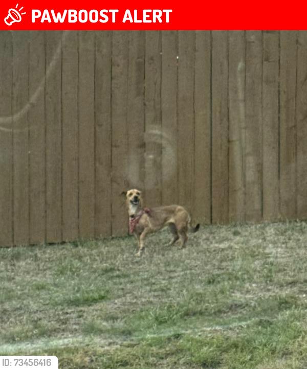 Lost Female Dog last seen Dublin and Mustang Ridge, Colorado Springs, CO 80923